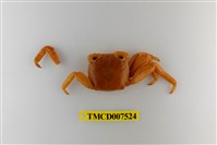 藏品(白紋方蟹)的圖片